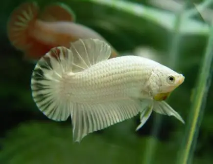 cá betta rồng trắng cá betta rồng trắng