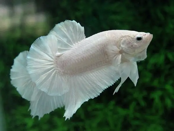 cá betta rồng trắng cá betta rồng trắng