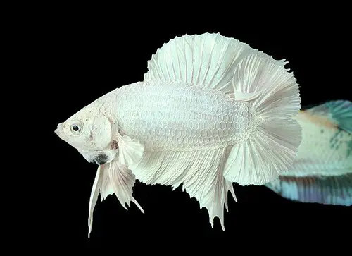 cá betta rồng trắng cá betta rồng trắng