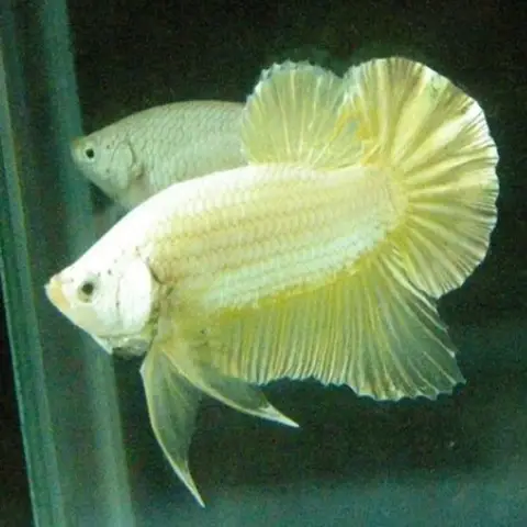 cá betta rồng vàng cá betta rồng vàng