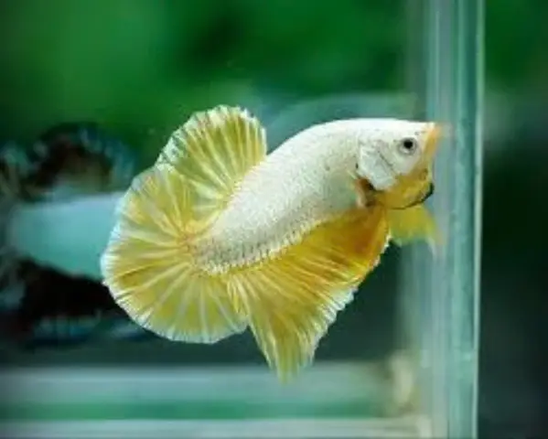 cá betta rồng vàng cá betta rồng vàng