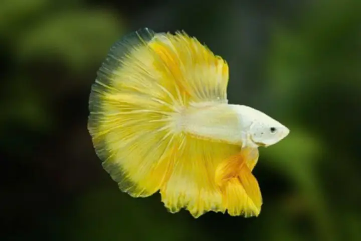 cá betta rồng vàng cá betta rồng vàng