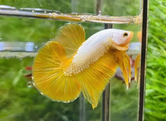 Cá Betta Rồng Vàng Là Gì? Hướng Dẫn Nuôi Và Chăm Sóc Toàn Diện cá betta rồng vàng