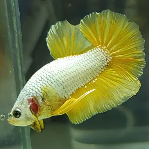 cá betta rồng vàng cá betta rồng vàng