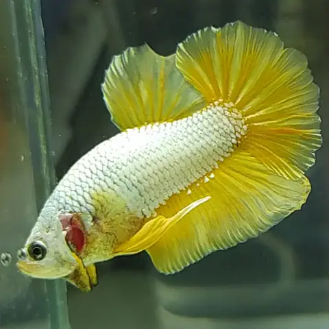 cá betta rồng vàng cá betta rồng vàng