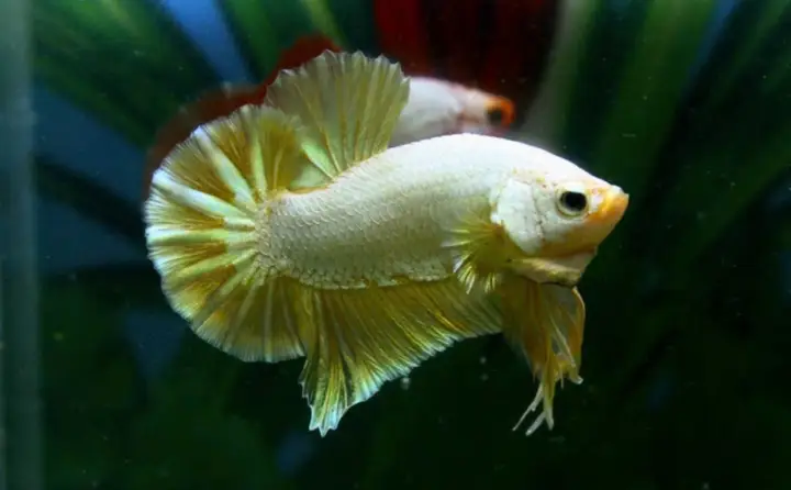 cá betta rồng vàng cá betta rồng vàng