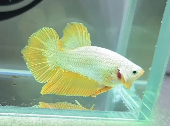 cá betta rồng vàng cá betta rồng vàng