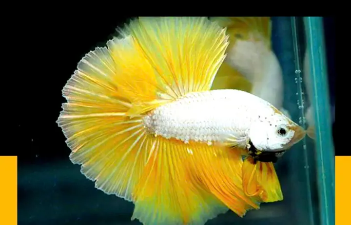 cá betta rồng vàng cá betta rồng vàng