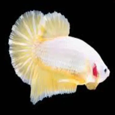 cá betta rồng vàng cá betta rồng vàng