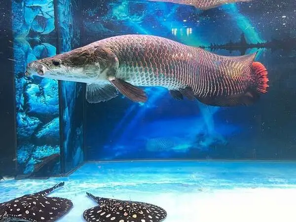 cá bị sình bụng cá bị sình bụng