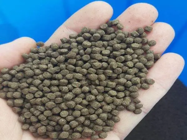 cá bị sình bụng cá bị sình bụng