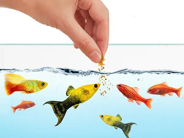 cá bị sình bụng cá bị sình bụng