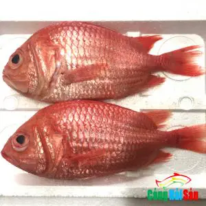 cá biển màu đỏ cá biển màu đỏ