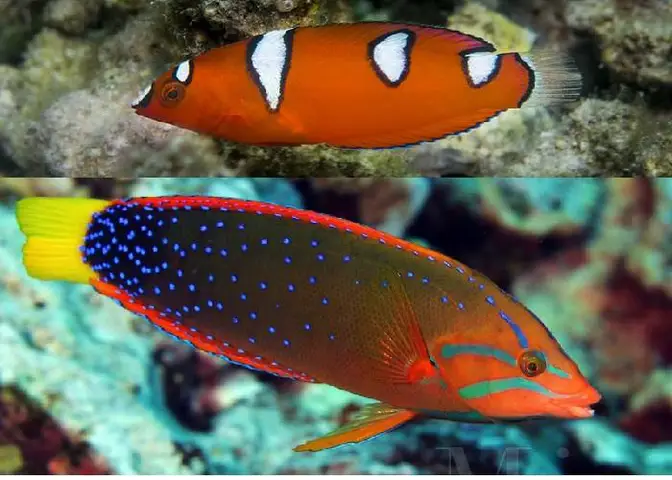cá biển màu đỏ cá biển màu đỏ