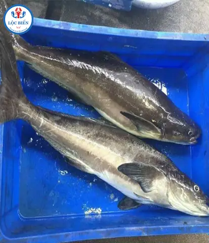 cá bớp sống ở đâu cá bớp sống ở đâu