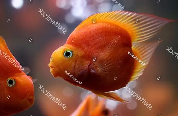 cá cảnh dễ nuôi cá cảnh dễ nuôi