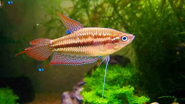 cá cảnh dễ nuôi cá cảnh dễ nuôi