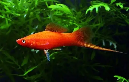 cá cảnh dễ nuôi cá cảnh dễ nuôi