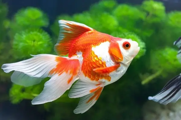 cá cảnh dễ nuôi cá cảnh dễ nuôi
