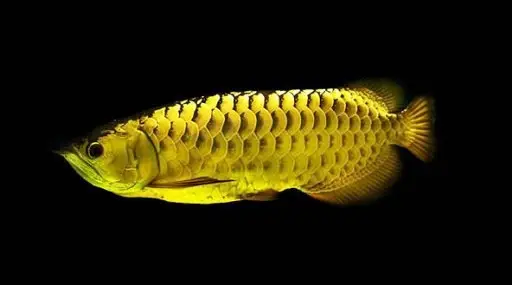 cá cảnh dễ nuôi cá cảnh dễ nuôi