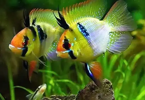 cá cảnh dễ nuôi cá cảnh dễ nuôi