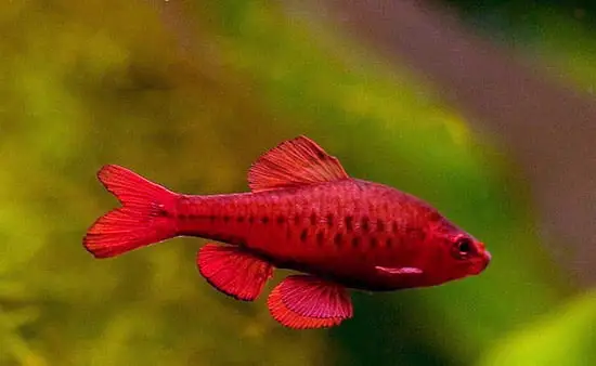 cá cảnh dễ nuôi cá cảnh dễ nuôi