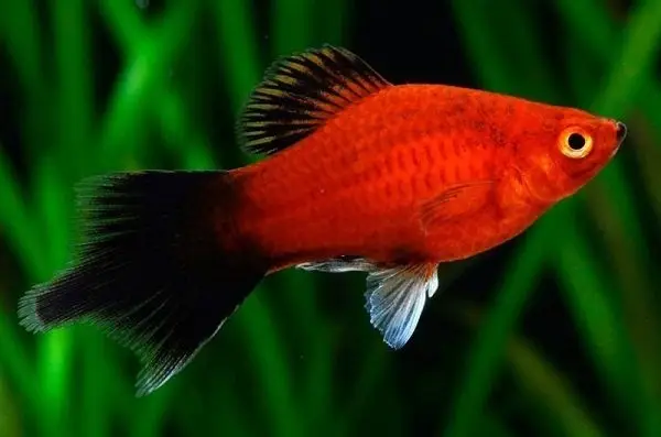 cá cảnh dễ nuôi cá cảnh dễ nuôi
