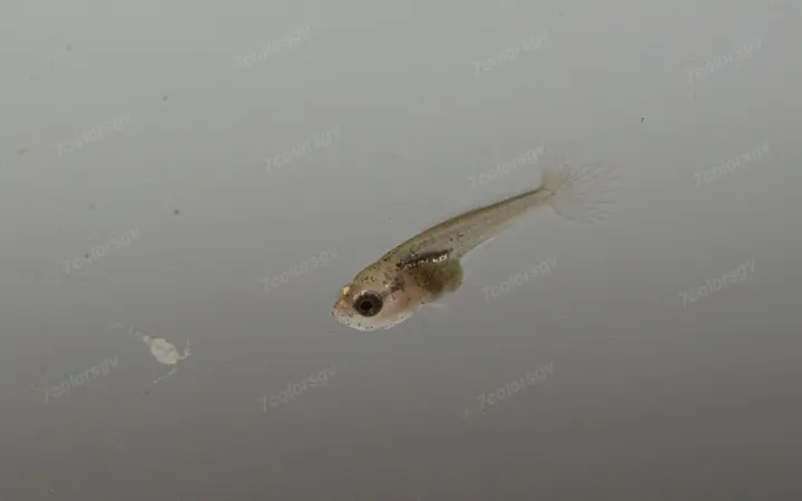 cá cảnh lia thia cá cảnh lia thia