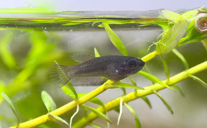 cá cảnh lia thia cá cảnh lia thia