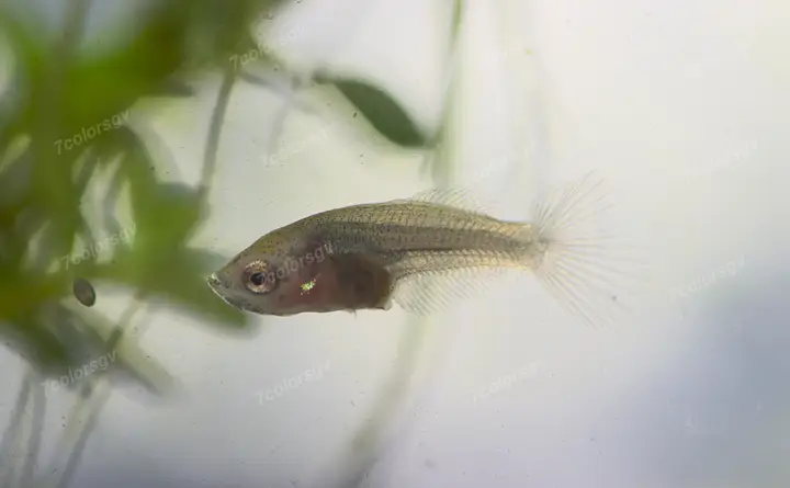 cá cảnh lia thia cá cảnh lia thia
