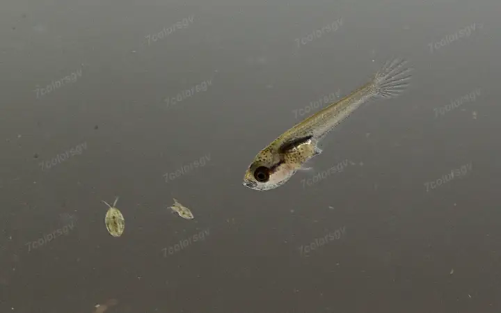 cá cảnh lia thia cá cảnh lia thia