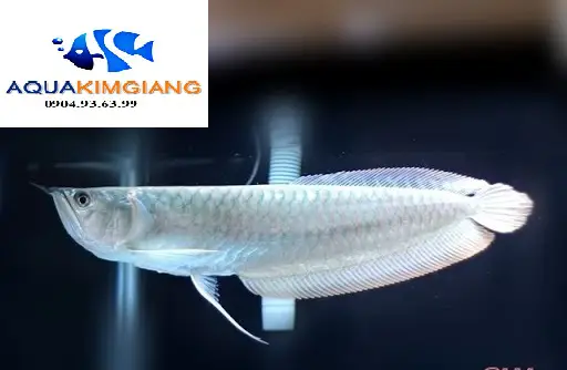 cá cảnh ngân long cá cảnh ngân long