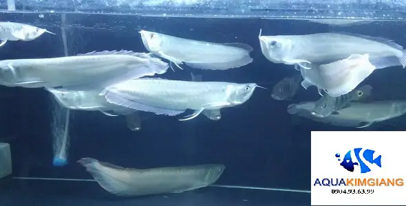 cá cảnh ngân long cá cảnh ngân long