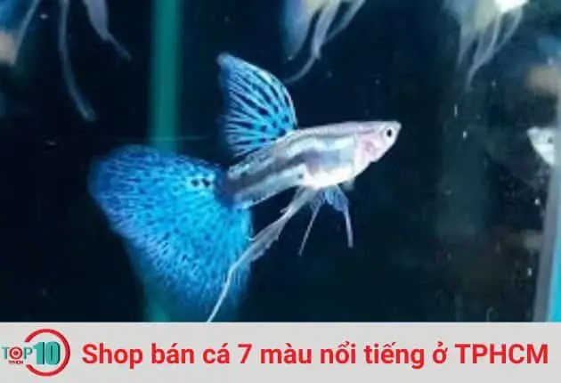 cá cảnh nguyễn phát cá cảnh nguyễn phát