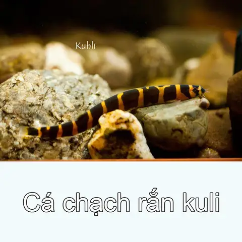 cá chạch rắn kuhli cá chạch rắn kuhli