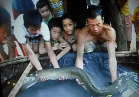 cá chạch to nhất cá chạch to nhất
