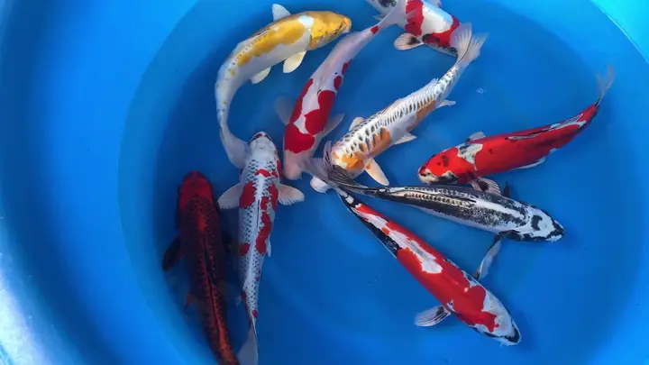 cá chép koi to nhất thế giới cá chép koi to nhất thế giới