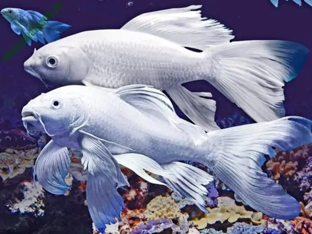 cá chép trắng cảnh cá chép trắng cảnh