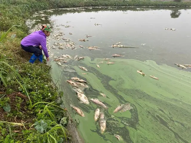 cá chết trong ao cá chết trong ao