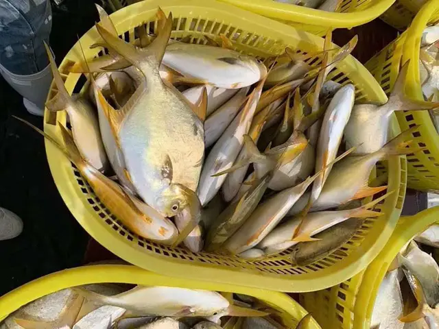 cá chim đài loan cá chim đài loan
