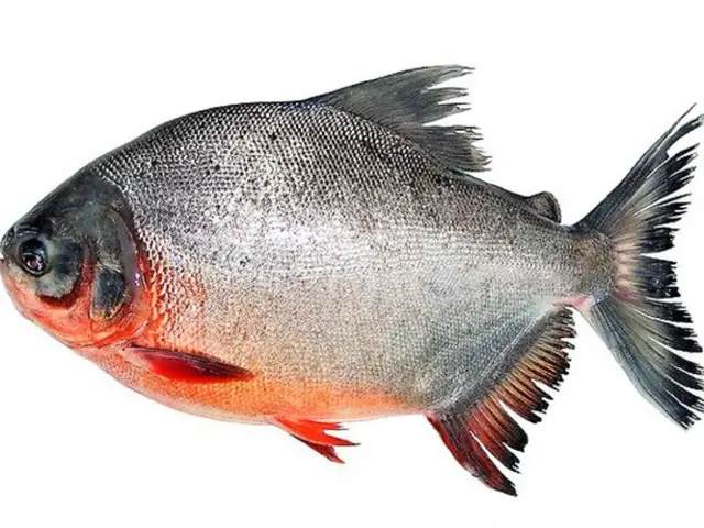 cá chim đen nước ngọt cá chim đen nước ngọt