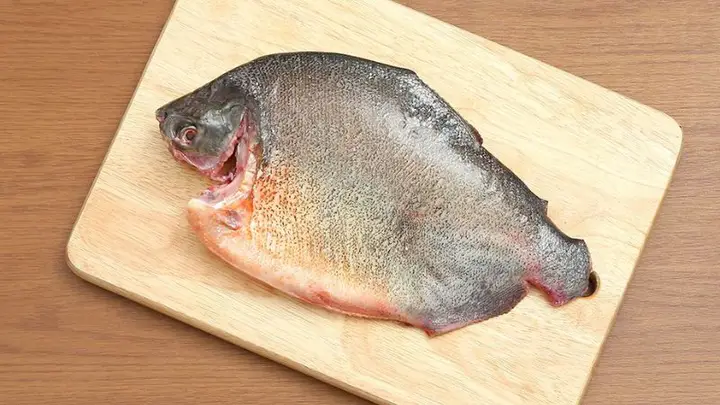 cá chim nước ngọt cá chim nước ngọt