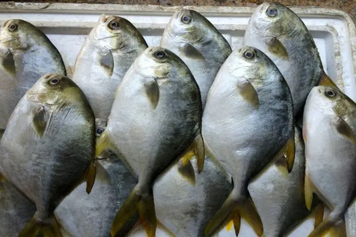 cá chim trắng nước mặn cá chim trắng nước mặn