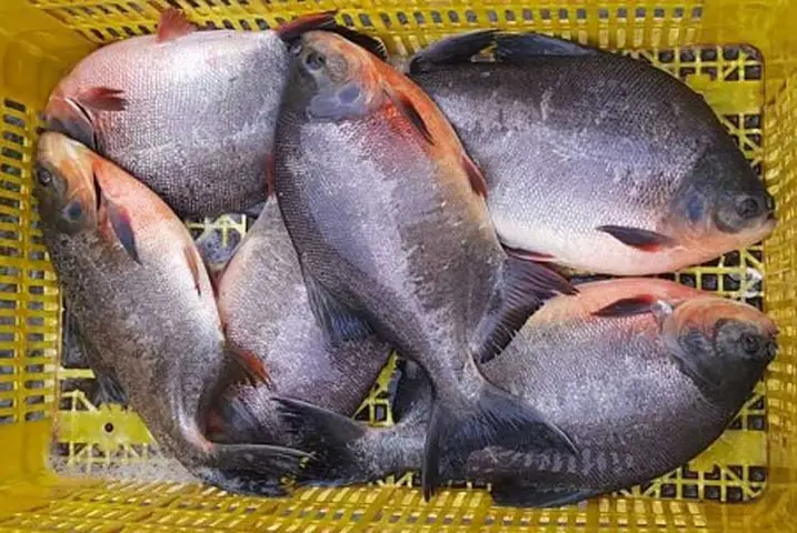 cá chim trắng sông cá chim trắng sông