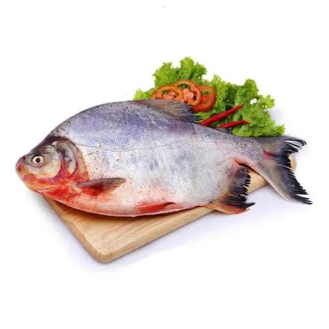 cá chim trắng sông cá chim trắng sông