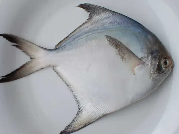 cá chim trắng sống ở đâu cá chim trắng sống ở đâu