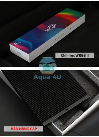cá cho bể thủy sinh cá cho bể thủy sinh