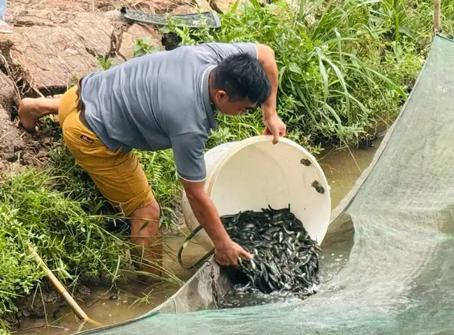 cá chuối hoa giống cá chuối hoa giống