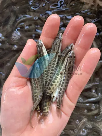 cá chuối hoa giống cá chuối hoa giống