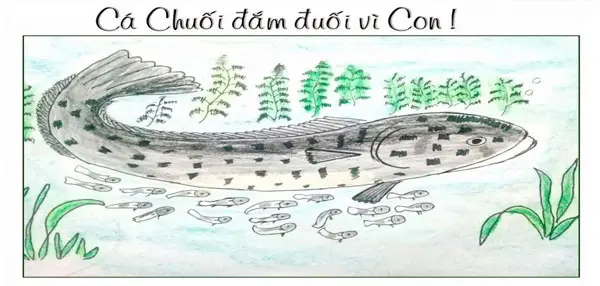 cá chuối là con gì cá chuối là con gì